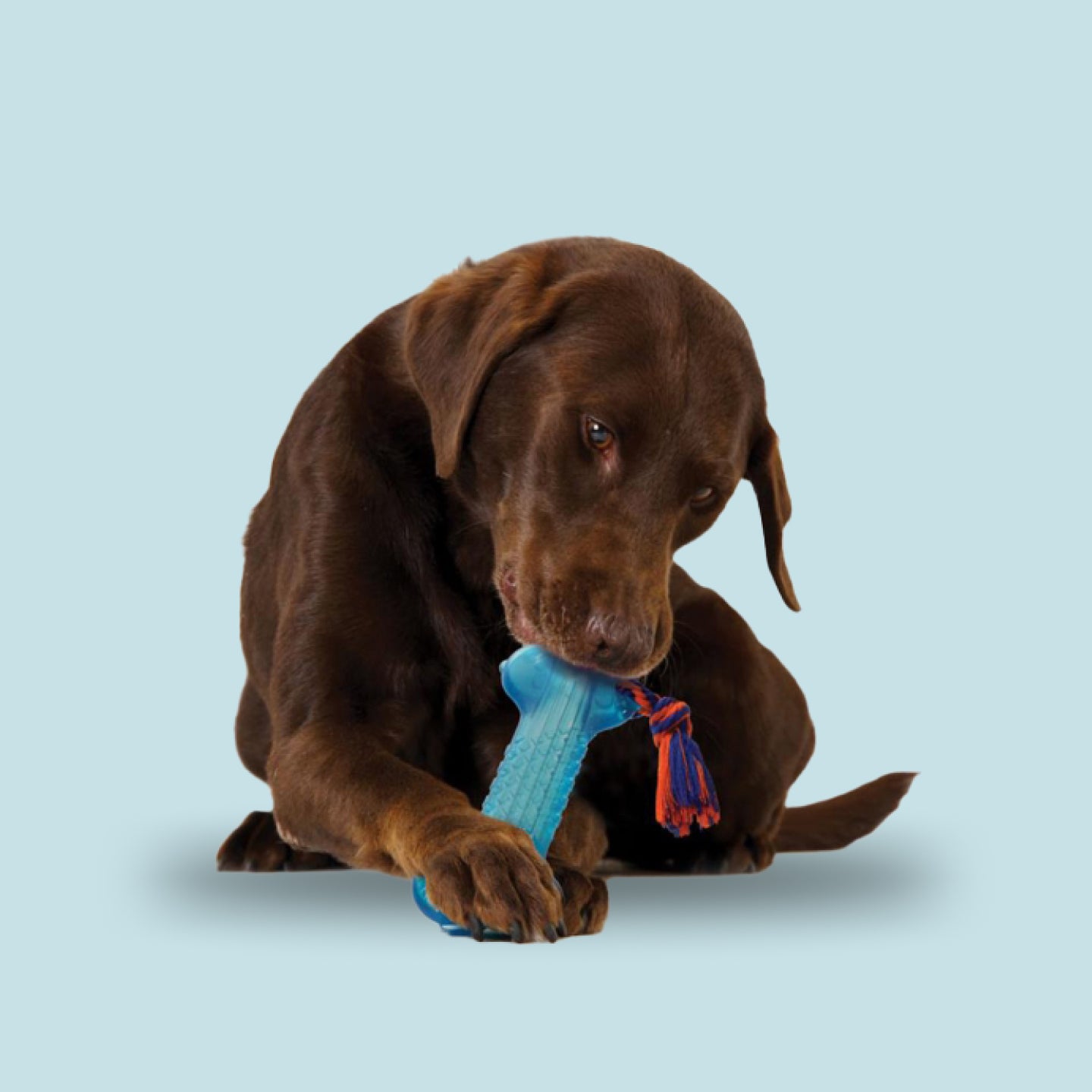 Orka Bone