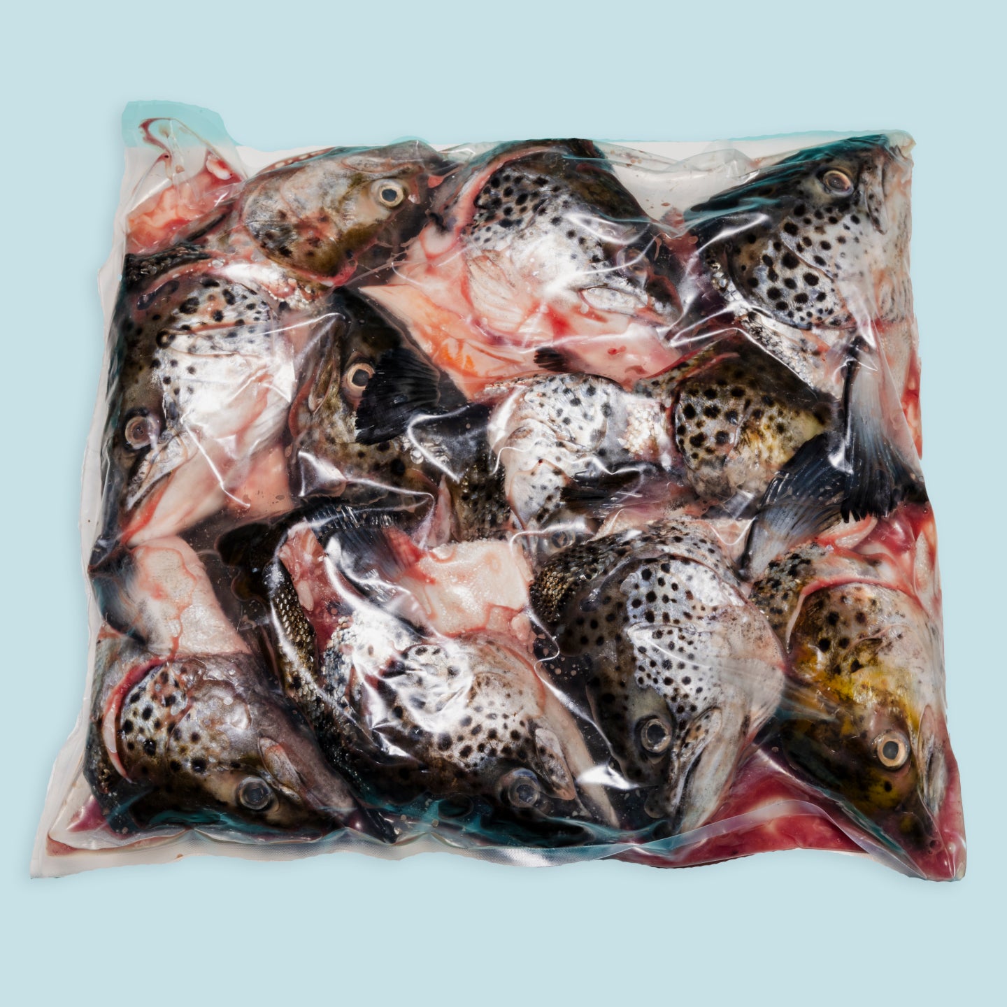 bulk raw salmon heads for dogs