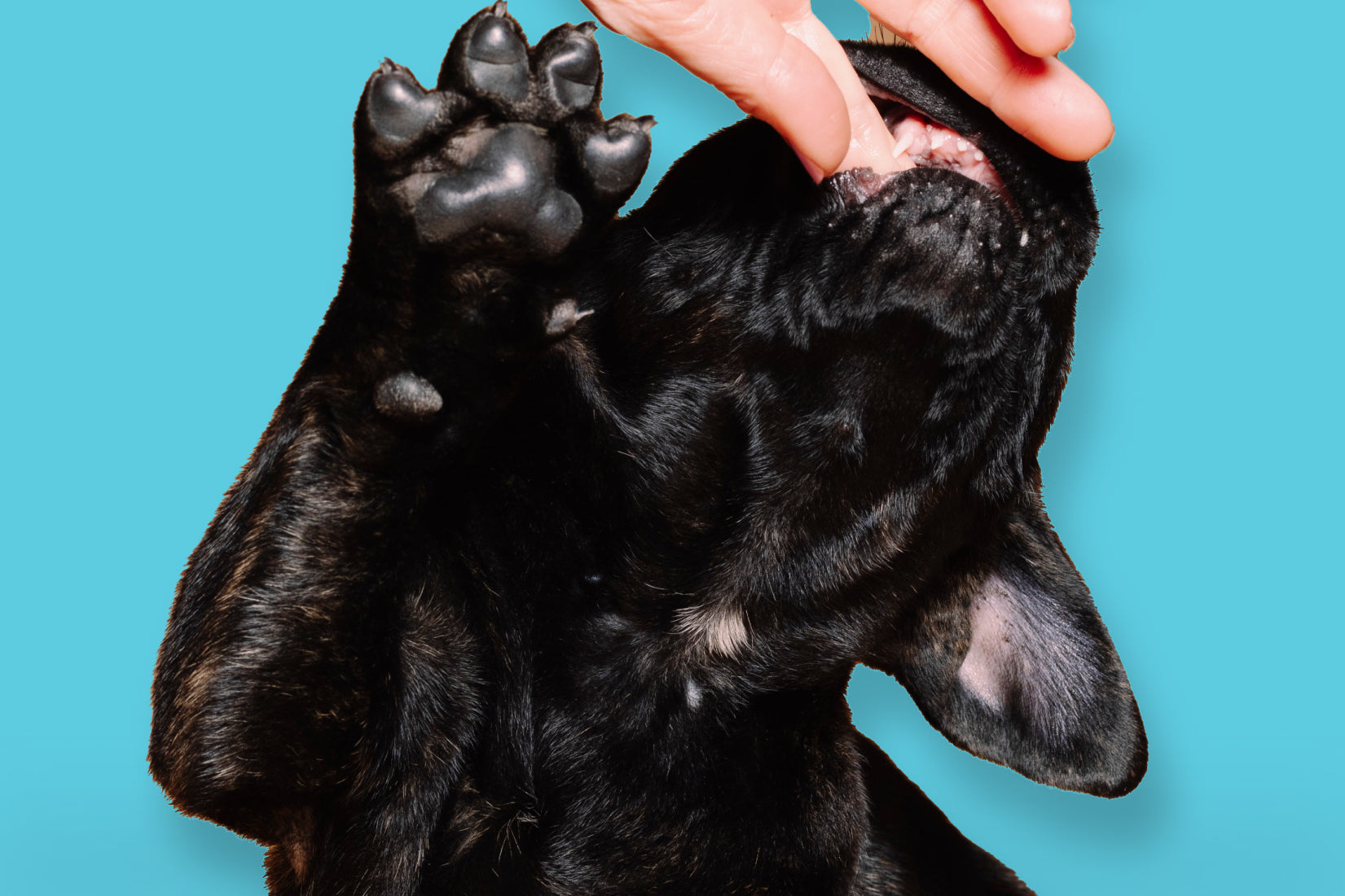 How to Improve your Pets Gut Health