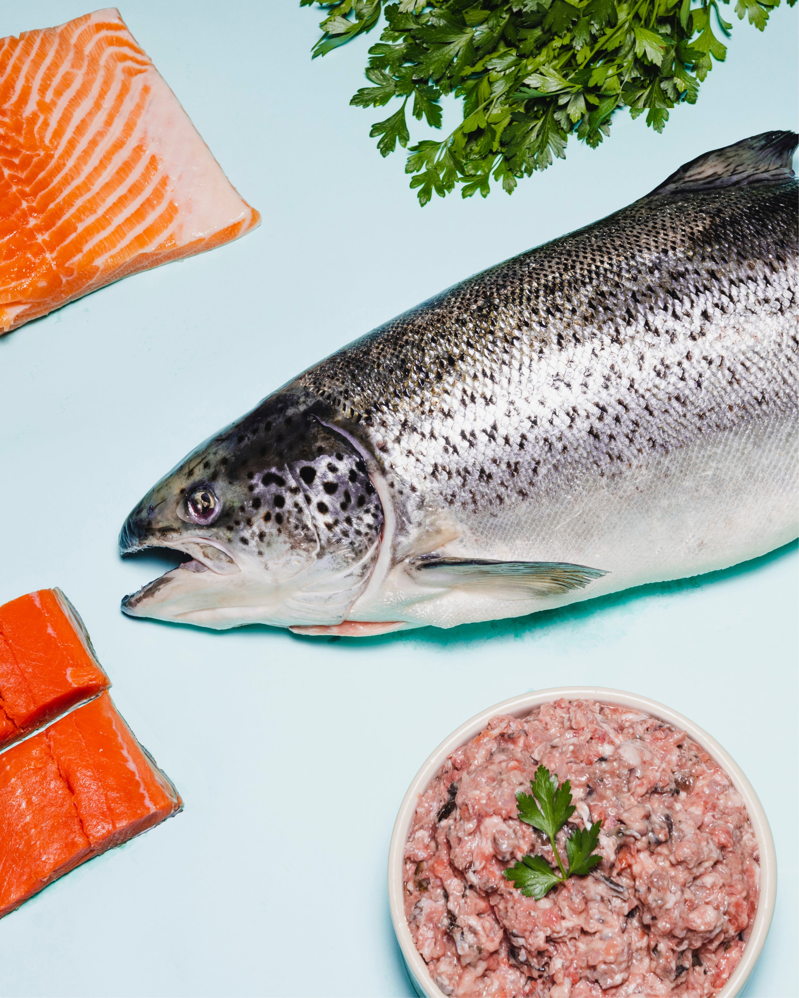 Is Salmon Good for Pets?