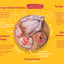 Turkey Classic for Dogs