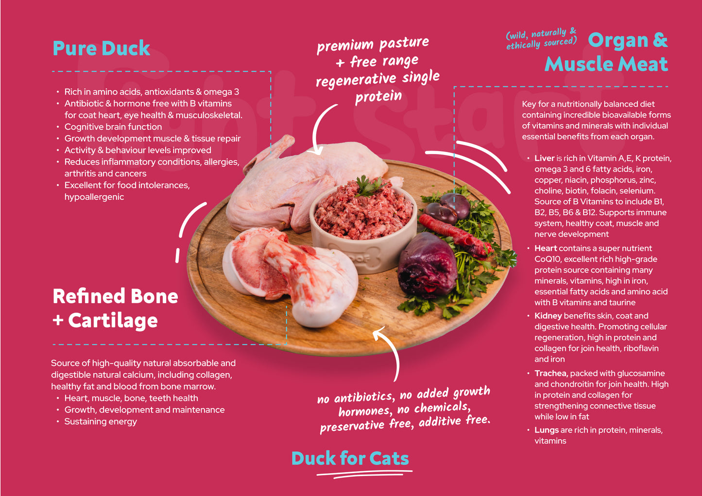 Duck for Cats